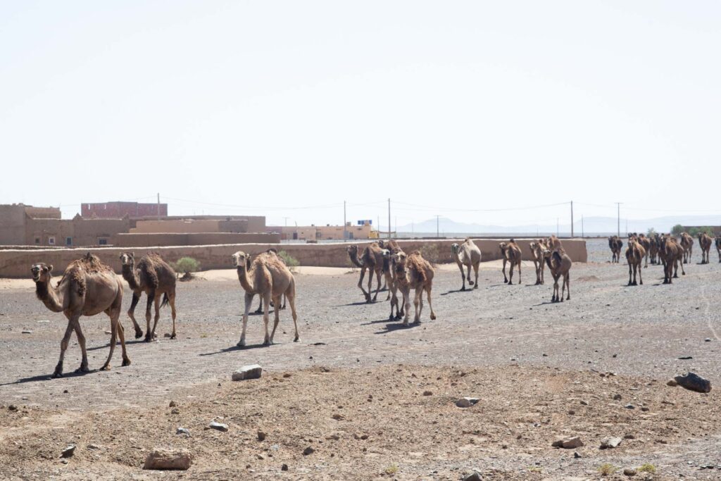 Morocco 10 Day Itinerary From Marrakech